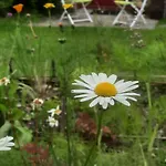 Les De La Petite Taupe - Jo Saint-Omer (Calvados)