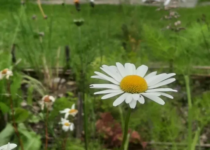 Les De La Petite Taupe - Jo Saint-Omer (Calvados)